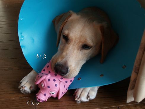 象さん