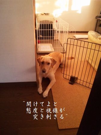母ちゃんちの晩御飯とどたばた日記