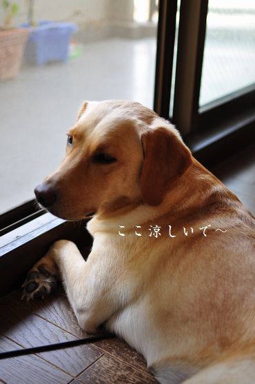 母ちゃんちの晩御飯とどたばた日記