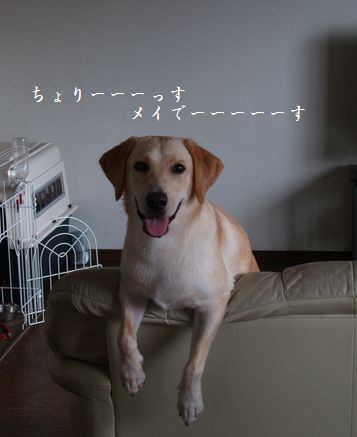 母ちゃんちの晩御飯とどたばた日記-P8235767