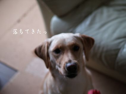 母ちゃんちの晩御飯とどたばた日記