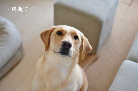 井上かなえオフィシャルブログ　「母ちゃんちの晩御飯とどたばた日記」Powered by Ameba