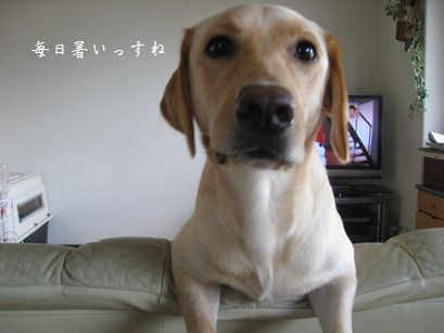 母ちゃんちの晩御飯とどたばた日記