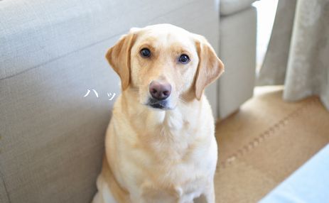 井上かなえオフィシャルブログ　「母ちゃんちの晩御飯とどたばた日記」Powered by Ameba