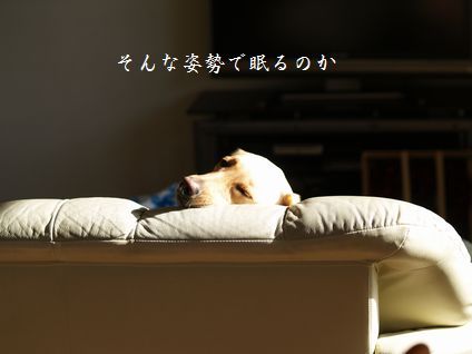 母ちゃんちの晩御飯とどたばた日記