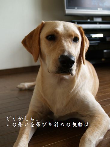 モデル風