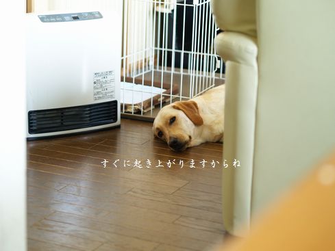 メイ