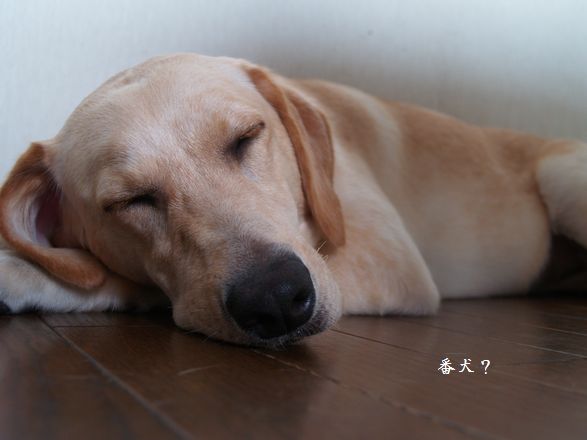 母ちゃんちの晩御飯とどたばた日記-P7315182