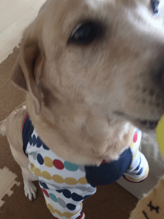 5分で準備完了 間違いなく美味しい きのこと鮭のバター醤油ホイル焼き と1日の目標歩数を達成するために 井上かなえオフィシャルブログ 母ちゃんちの晩御飯とどたばた日記 Powered By ライブドアブログ