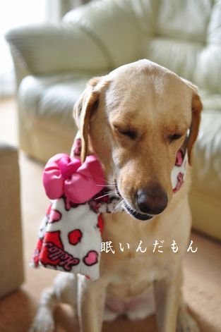母ちゃんちの晩御飯とどたばた日記