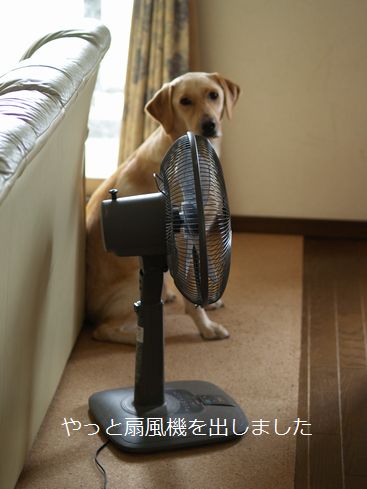 母ちゃんちの晩御飯とどたばた日記