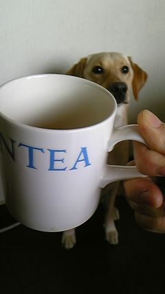 コーヒー