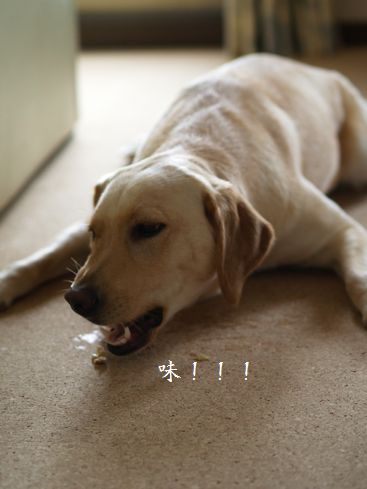 母ちゃんちの晩御飯とどたばた日記-むしゃ4