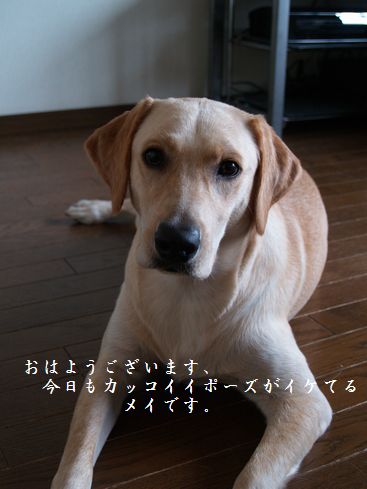 モデル風
