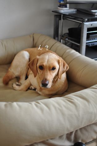 井上かなえオフィシャルブログ　「母ちゃんちの晩御飯とどたばた日記」Powered by Ameba