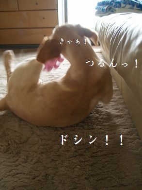 から落ちる犬