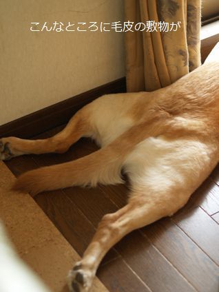 母ちゃんちの晩御飯とどたばた日記