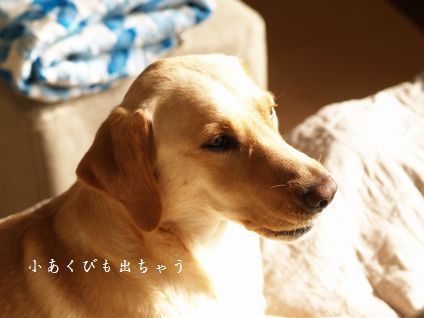 母ちゃんちの晩御飯とどたばた日記