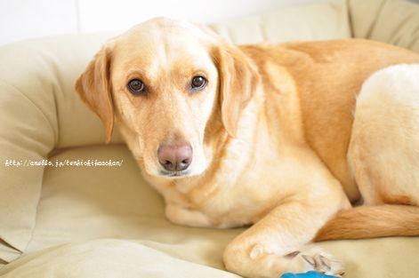 井上かなえオフィシャルブログ 「母ちゃんちの晩御飯とどたばた日記」Powered by Ameba