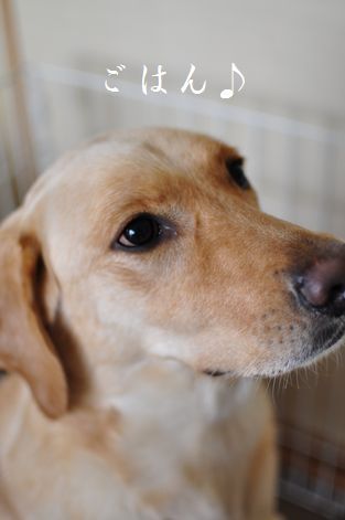 母ちゃんちの晩御飯とどたばた日記