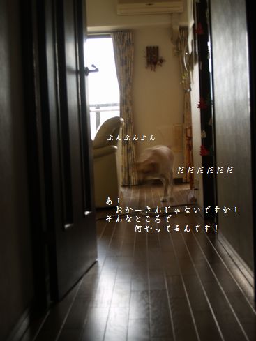 tenkichiのブログ-PC178583