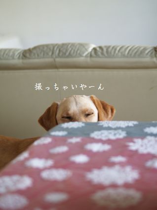 母ちゃんちの晩御飯とどたばた日記