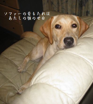 tenkichiのブログ-20081015125013