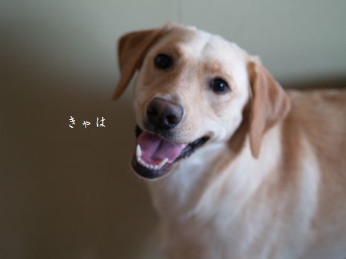 母ちゃんちの晩御飯とどたばた日記
