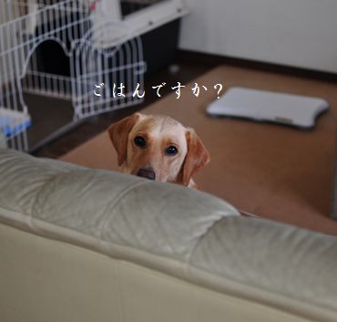 母ちゃんちの晩御飯とどたばた日記