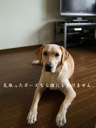 モデル風