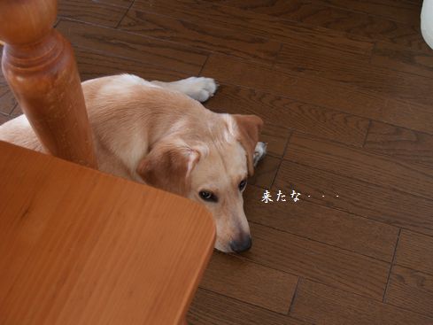 母ちゃんちの晩御飯とどたばた日記-P7295066