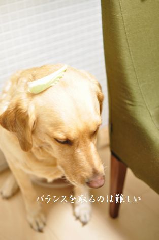 井上かなえオフィシャルブログ　「母ちゃんちの晩御飯とどたばた日記」Powered by Ameba