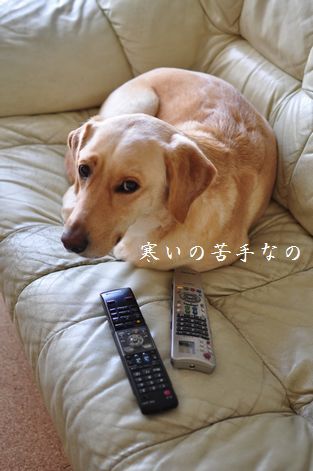 母ちゃんちの晩御飯とどたばた日記
