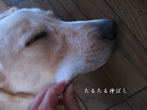 たるたる