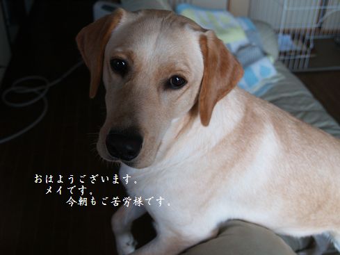 tenkichiのブログ-PC218894