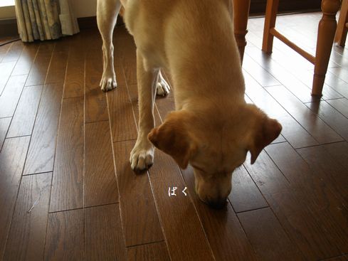 母ちゃんちの晩御飯とどたばた日記-P8145580