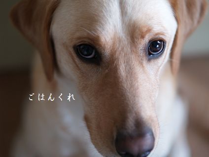 母ちゃんちの晩御飯とどたばた日記