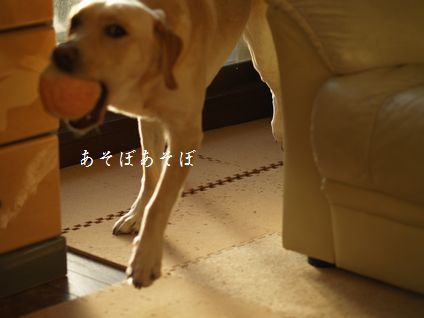 母ちゃんちの晩御飯とどたばた日記