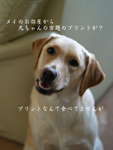 母ちゃんちの晩御飯とどたばた日記-まやかし?