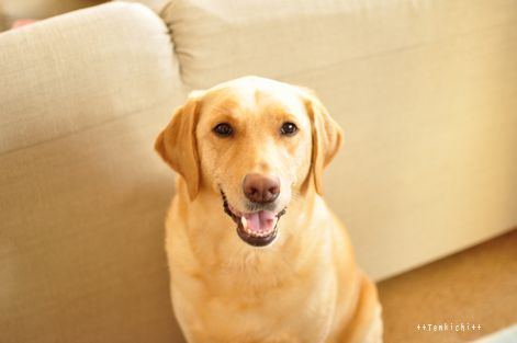 井上かなえオフィシャルブログ　「母ちゃんちの晩御飯とどたばた日記」Powered by Ameba