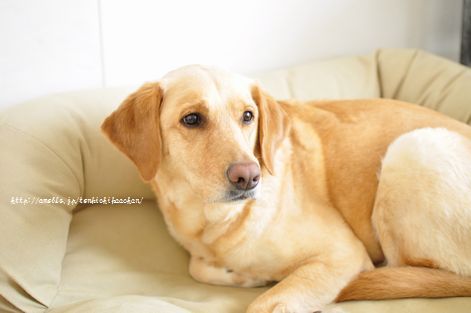 井上かなえオフィシャルブログ 「母ちゃんちの晩御飯とどたばた日記」Powered by Ameba