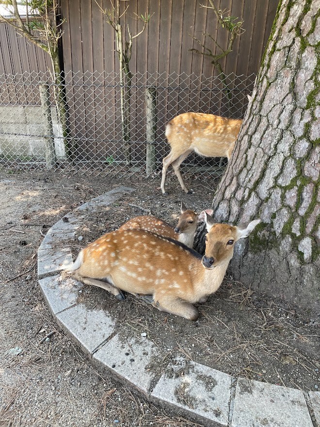 次女と二人で母娘奈良旅行 鹿とランチとかき氷編 とささみの新しい食べ方を考えた一昨日の晩ごはん 井上かなえオフィシャルブログ 母ちゃんちの晩御飯とどたばた日記 Powered By ライブドアブログ