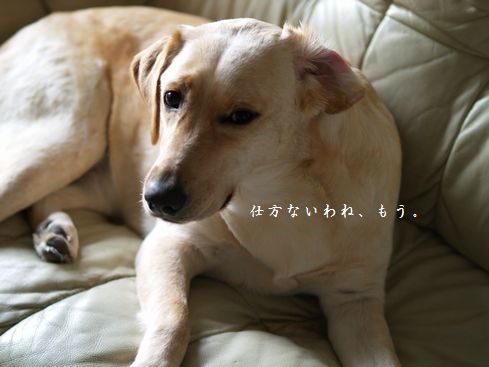 寝癖