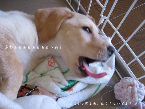 メイ8
