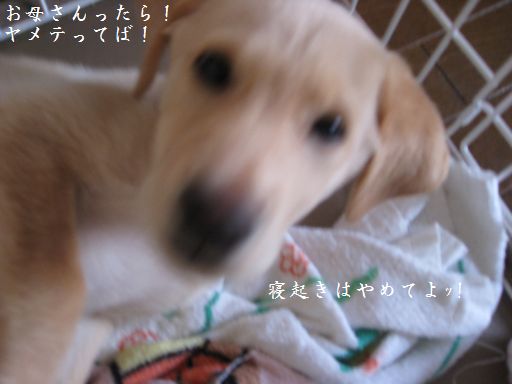 メイ5
