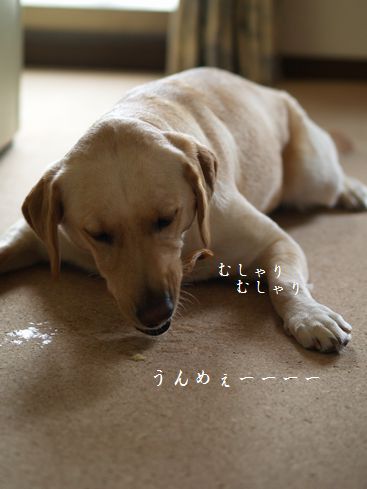 母ちゃんちの晩御飯とどたばた日記-むしゃむしゃ1