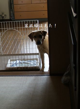 家政婦シリーズ