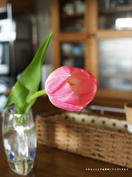 チューリップ