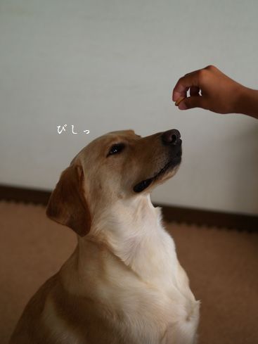 母ちゃんちの晩御飯とどたばた日記