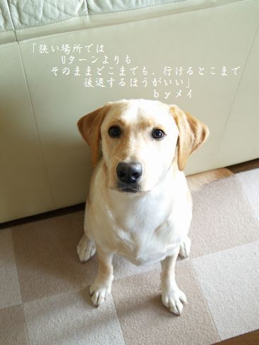 今度は動画で撮ってみよう
